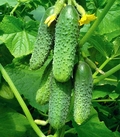 Thumb cucumber kuraj 1 1