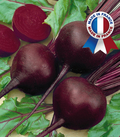 Thumb beetroot black noire 1 1