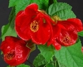 Thumb abutilon fasovka 02 g tsvet smes 82182188076419 small4